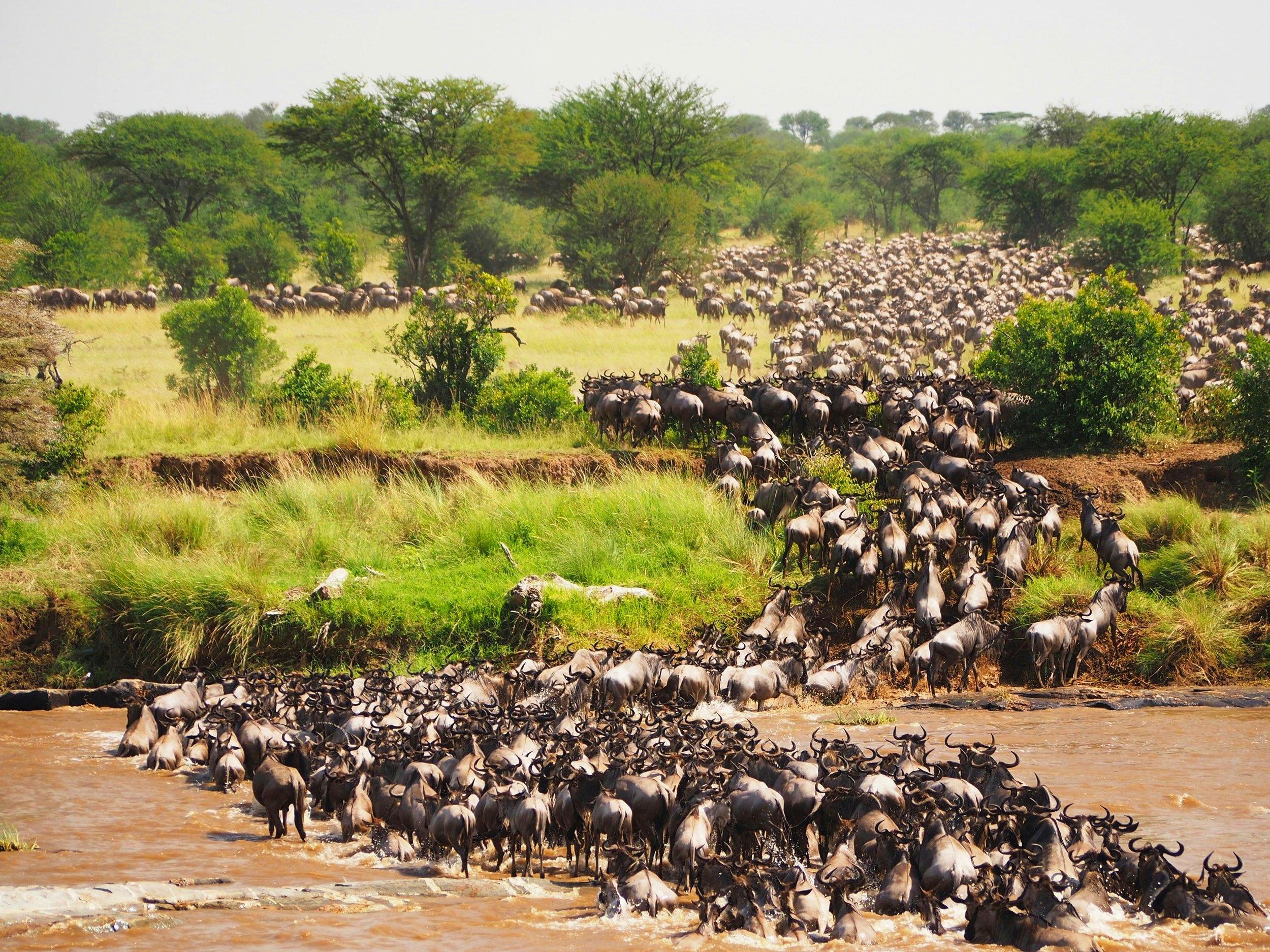 Maasai Mara Wildebeest Migration