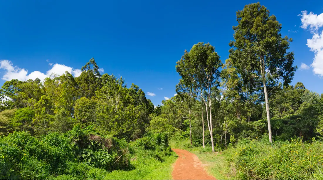 Red soil road in Karura Forest, Nairobi, Kenya, surrounded by lush greenery under a deep blue sky with scattered clouds – popular nature trail and eco-tourism destination in Nairobi.